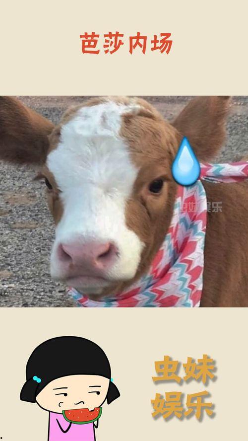 娱乐吃瓜酱讲道理